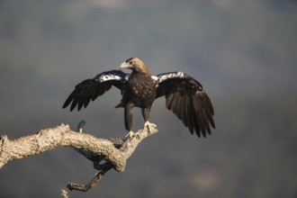 Iberian Eagle (Aquila adalberti), Spanish imperial eagle, Extremadura, Castilla La Mancha, Spain