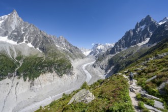 Picturesque mountain landscape with blooming alpine roses, imposing mountain peaks and glaciers,