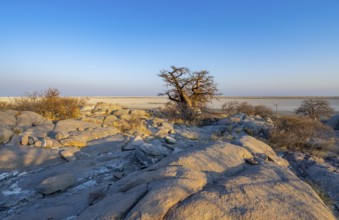 African baobab (Adansonia digitata), babobab with view over the salt pan in the evening light, Kubu