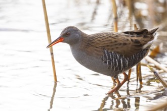 Water rail (Rallus aquaticus) Germany