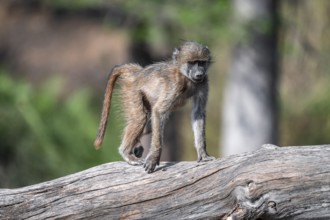 Bear baboon (Papio ursinus), young on a tree trunk, Kruger National Park, South Africa