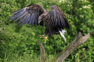 An eagle lands on a tree stump with its wings wide open, white-tailed eagle (Haliaeetus albicilla),