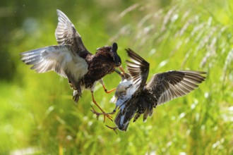 Aerial fight between two ruffs, clipped wing movements in green surroundings, ruff (Calidris