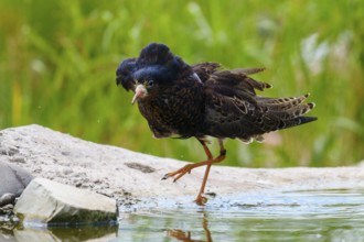 A bird near a water hole on a stone in a natural environment, ruff (Calidris pugnax, syn.: