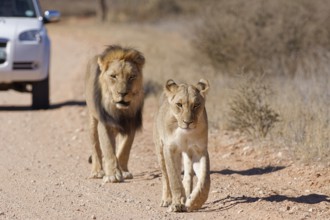 African lions (Panthera leo), two adults, male and female, walking on a dirt road, followed by an