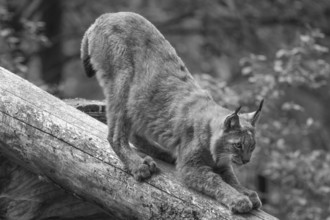 Eurasian lynx (Lynx lynx) stretching, wildlife park, Bavaria, Germany