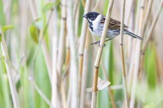 Reed bunting (Emberiza schoeniclus) ml Germany