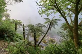 Fern-covered landscape with mist that radiates a mysterious atmosphere, Te Manaroa Spring, Hot