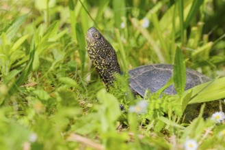 A European pond turtle (Emys orbicularis), makes its way through the green meadow next to the pond