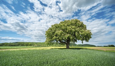 Large flowering solitary horse chestnut tree surrounded by green fields under a blue sky with white