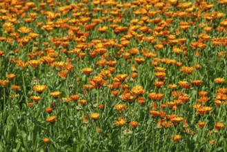 Mary's gold, common marigold, pot marigold, Scotch marigold, ruddles (Calendula officinalis,