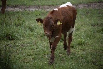 A brown calf stands on a green meadow and looks directly at the camera, Zgornje Jezersko,