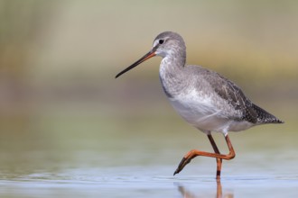Spotted Redshank (Tringa erythropus) foraging, Groningen, Netherlands