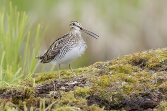 Wilson's Snipe (Gallinago delicata) calling, British Columbia, Canada