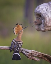 Eurasian Hoopoe (Upupa epops) feeding chick in breeding cavity, Saxony-Anhalt, Germany