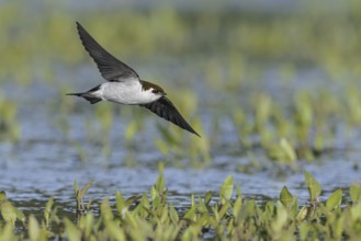 Violet-green Swallow (Tachycineta thalassina) flying over a marsh in Victoria, BC, Canada