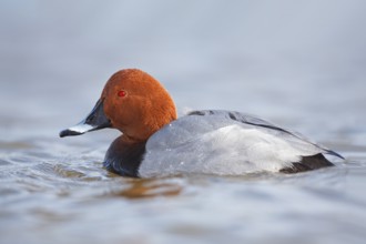 Tafelente, männl., Aythya ferina Common Pochard, male, Aythya ferina