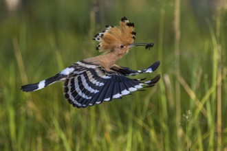 Eurasian Hoopoe (Upupa epops) flying with food in its beak, Saxony, Germany