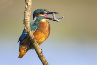 Common Kingfisher (Alcedo atthis) with fish prey in its beak, North-Rhine Westphalia, Germany