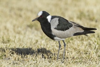 Blacksmith Lapwing (Vanellus armatus), Hardap, Namibia