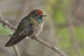 Rufous-capped Thornbill (Chalcostigma ruficeps), Wayqecha Reserve, Peru