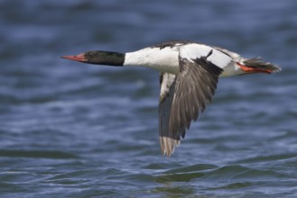 Common Merganser (Mergus merganser americanus) male flying, Manitoba, Canada