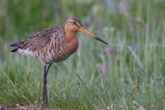 Black-tailed Godwit (Limosa limosa), Netherlands