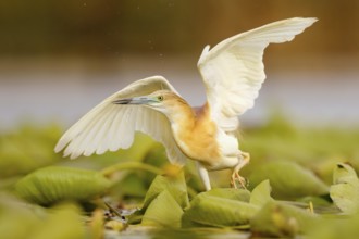 Squacco Heron (Ardeola ralloides), Extremadura, Spain
