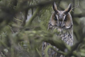 Long-eared Owl (Asio otus), Thuringia, Germany
