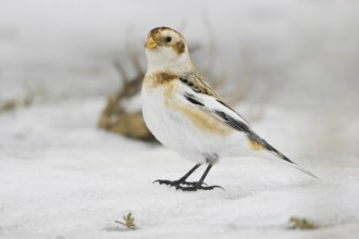 Snow Bunting (Plectrophenax nivalis), Ontario, Canada