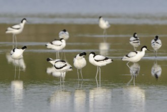 Pied Avocet (Recurvirostra avosetta), Texel, Netherlands