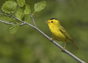 Wilson's Warbler (Cardellina pusilla), British Columbia, Canada