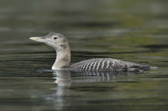 Yellow-billed Loon (Gavia adamsii), British Columbia, Canada