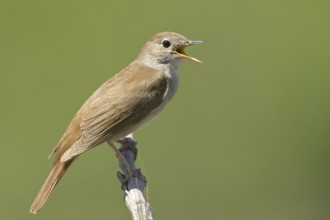 Common Nightingale (Luscinia megarhynchos) singing, Lesvos, Greece