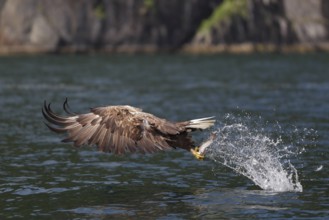Seeadler; lat. Haliaeetus albicilla; fliegt mit weit nach vorn geschlagenen Flügeln gerade mit