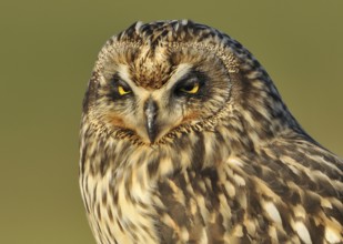 Short-eared Owl (Asio flammeus), British Columbia, Canada
