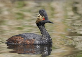 Black-necked Grebe (Podiceps nigricollis), Alberta, Canada