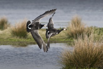 Barnacle Goose (Branta leucopsis), Schleswig-Holstein, Germany