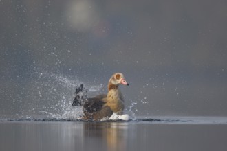 Egyptian Goose (Alopochen aegyptiaca) bathing, North Rhine-Westphalia, Germany