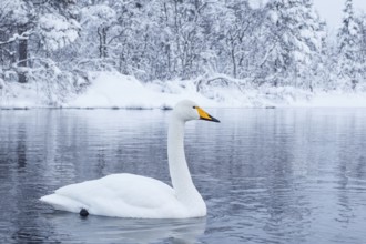 Whooper Swan (Cygnus cygnus), Finland