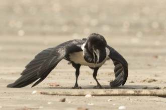 Pied Crow (Corvus albus) with snake eel, Gambia