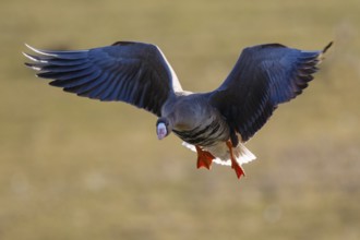 Greater White-fronted Goose (Anser albifrons) flying, North Rhine-Westphalia, Germany