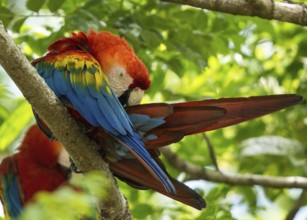 Scarlet Macaw (Ara macao), French Guiana