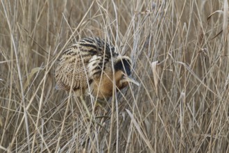 Eurasian Bittern (Botaurus stellaris), Hesse, Germany