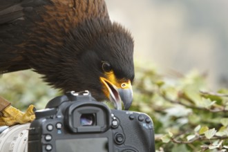 Striated Caracara (Phalcoboenus australis) captive, male, Rhineland-Palatinate, Germany