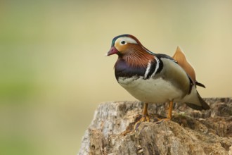 Mandarin Duck (Aix galericulata) male, St. Gallen, Switzerland