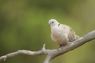 Eurasian Collared Dove (Streptopelia decaocto), Corsica, France