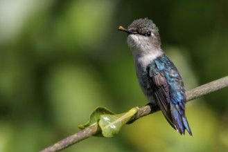 Bee Hummingbird (Mellisuga helenae) perched on a branch in Cuba