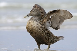 Eiderente (Somateria mollissima), Eider, Weibchen am Strand, schlaegt mit den Fluegeln, Juni, Duene