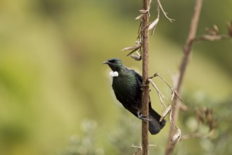 Tui on flax seed head